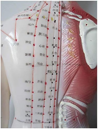 66זקי חצי עור חצי-שרירים האנטומיה דגם-דיקור דגם-עבור רפואה הסינית מרידיאן מדע בכיתה מחקר תצוגת הוראה רפואי