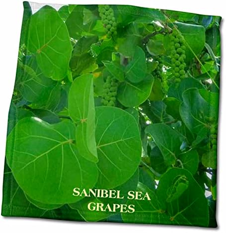 צמחי מאקרו של פלורן 3 דרוזים - ענבי ים של סניבל - מגבות
