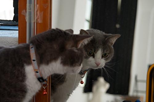 רוג ' ר רעיוני חתול צווארון עם הבדלני קליפ נשלף פעמון, באופן מלא מתכוונן כדי להתאים ביותר גזעים, כתום ציפור עיצוב
